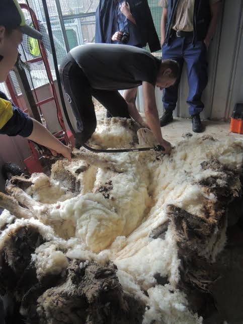 They actually set a world record for the most wool to ever come off a sheep in a single sitting. In the end they removed 40.45kg of fleece. (That's 89lbs!)