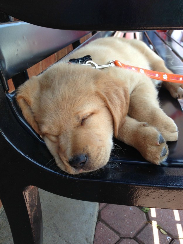 And when this sleeper thought the park bench was for napping.