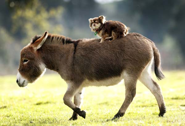 Miniature donkeys don't mind helping out while they're being adorable.