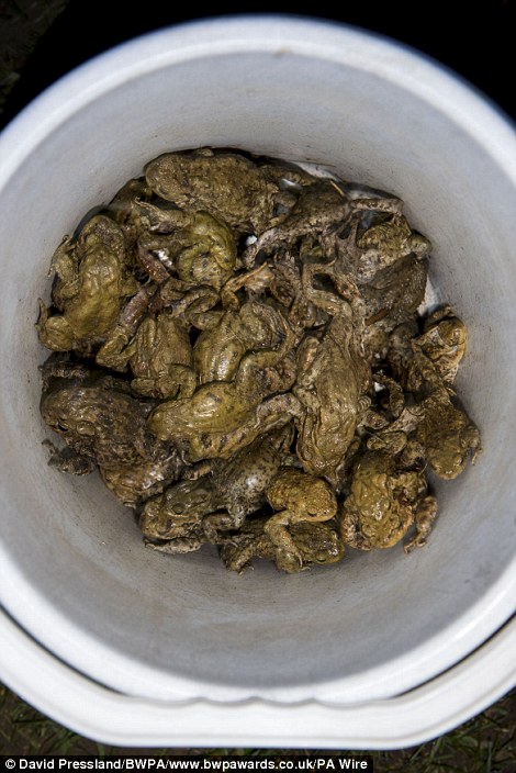 Not mad: this bucket of frogs was an award-winning photo