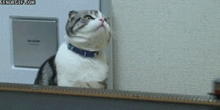 21 Cats Who Have No Idea What's Going On Right Now