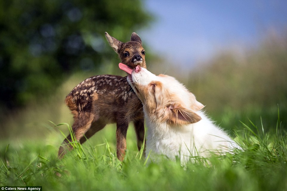Adorable: 12-week-old Australian Shepherd puppy Lia is inseparable from Hansi the fawn, taking him under her wing since he was rescued