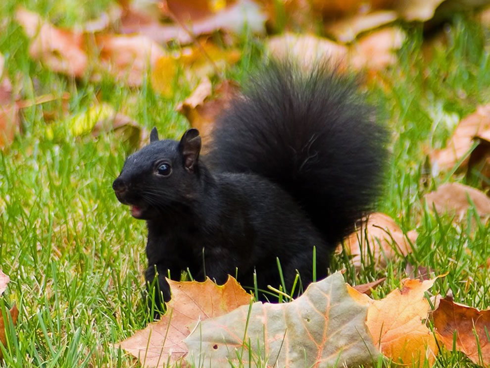 Black Squirrel in Autumn Leafs