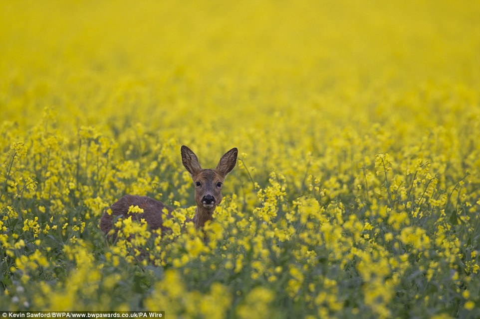 In the third image from Kevin Sawford's series of pictures he captured the roe deer as it made its way through a field of yellow flowers