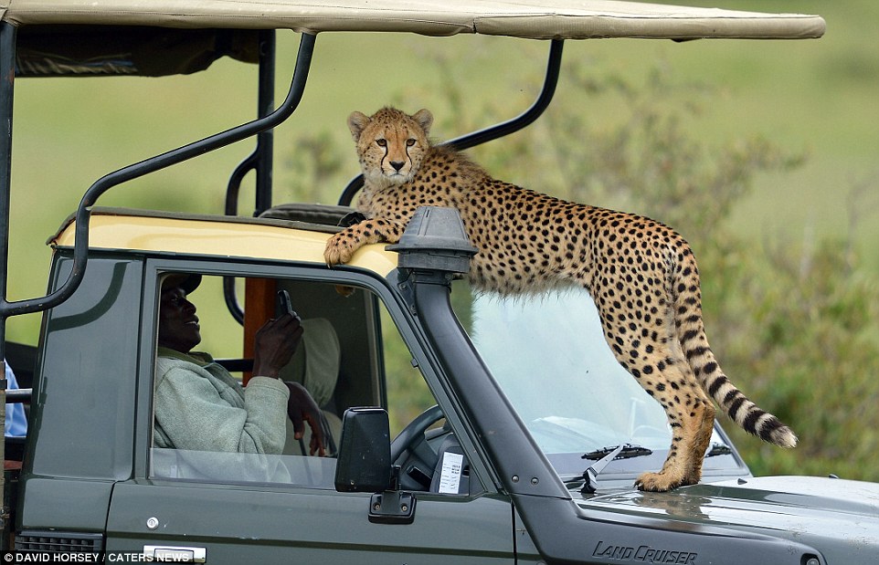 Making himself comfortable: The cheeky cheetah and his family casually lounged atop the group's Land Cruiser jeep
