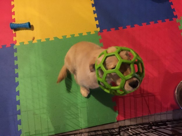 When this one made his toy into a face prison.