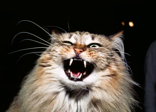 Photo of Angry Cat Hissing - photo © Getty / Barbara-Singer