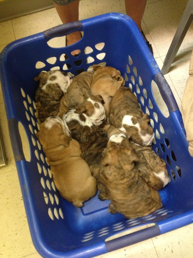 AND ANOTHER BASKET OF PUPPIES FOR GOOD MEASURE.