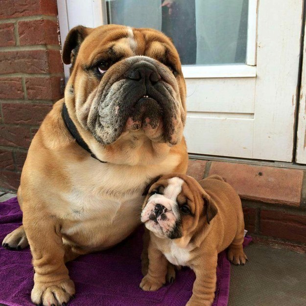 Doggie love can be genetic.