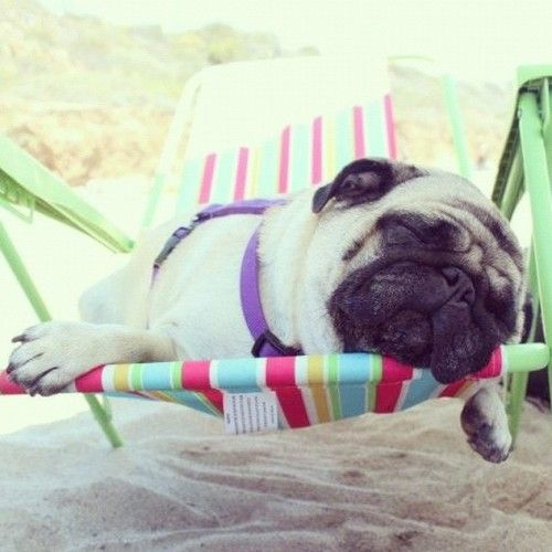 cutepugpics:    Puggie wants you to wake him up when it’s Friday! (via serafinahblog)    Oh lil sweet sleeping pug on a beach, I wish I could join you for the rest of the week!: 