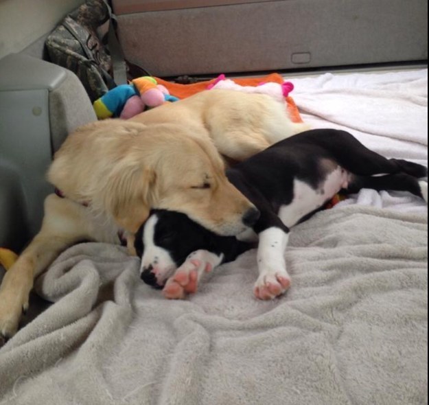 They can take EVEN MORE naps.