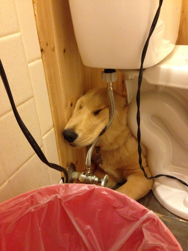 And when this goof made the bathroom into his new naptime spot.