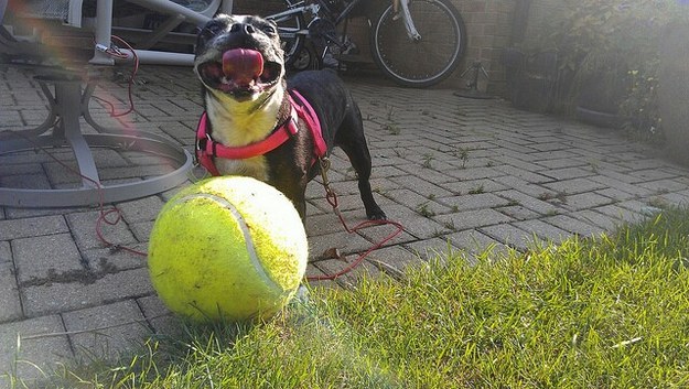 This dog who gets to play with this huge tennis ball.