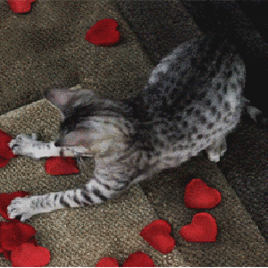 21 Cats Who Have No Idea What's Going On Right Now