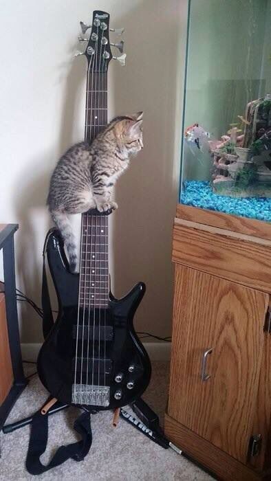 kitty cat checking out the fish tank...on a guitar, cute!