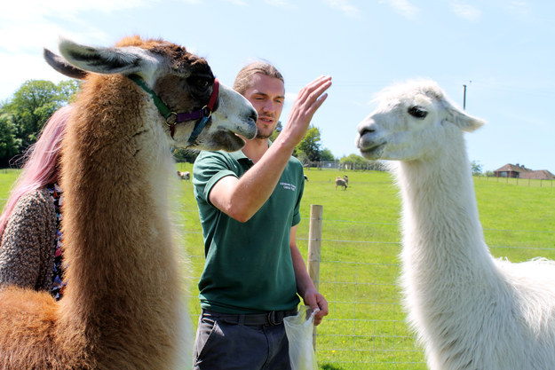Until Teddy was being sassy, and Will the llama-wrangler had to step in.