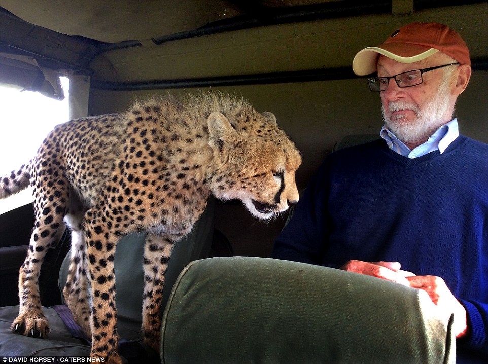 A curious wild cat got up close and personal with a holidaymaker on safari in Kenya when the animal jumped into the back seat of a jeep