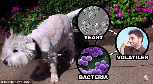 The wet dog smell  is caused by microorganisms that live in dog fur, including yeast and bacteria. The video said these organisms excrete 'stinky volatile compounds'  and when a dog gets wet, the water displaces and liberates these organic volatile molecules from the surface of the dogs fur to their owner's nose
