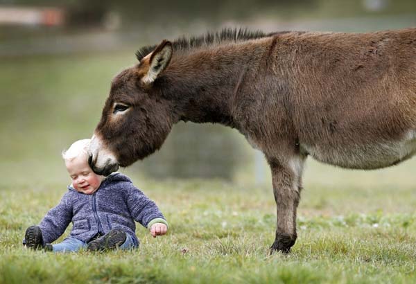 The baby with Allegra the donkey is also cute.