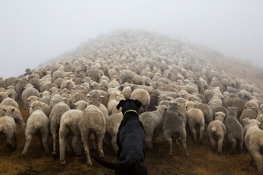 working-dog-photography-shepherds-realm-andrew-fladeboe-11