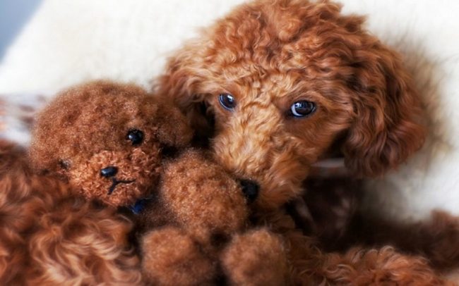 poodle and teddy bear 2