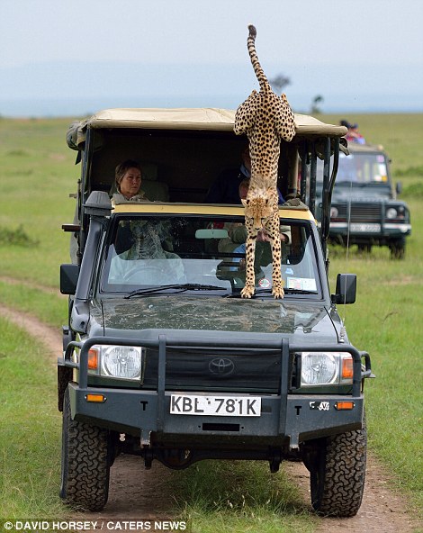 Once the cheetah, who had climbed inside, grew sick of looking at the tourists, he hopped back out.