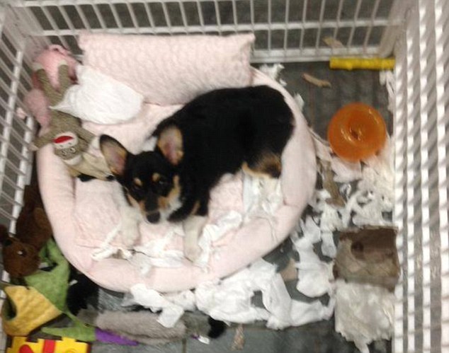 Surrounded by a pile of ripped up tissues, Molly sits happy in her dog bed positioned inside a cage