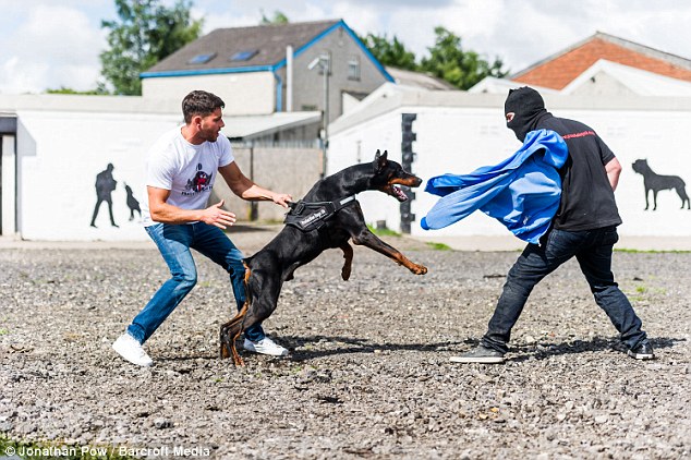 The professional dog trainers ensure the animals are fighting fit but also safe to handle before they are sold