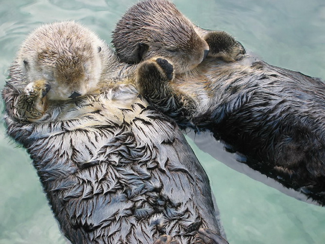 6. 2 Sea otters holding hands and a couple of cats spend a very sweet moment