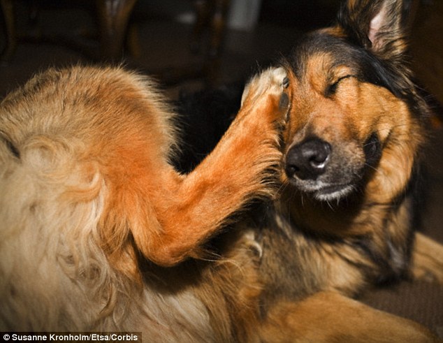 Experts claim that like humans, dogs and cats can react to proteins in dander, which is made of cells shed from skin, hair and fur. It makes some dogs itch (stock image pictured) and sneeze among other symptoms