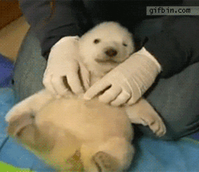 28 Animal GIFs Guaranteed To Make Your Worries Disappear