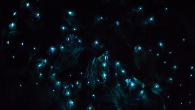 11 Things In Nature You Didn't Know Could Glow In The Dark