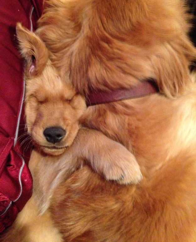 When this little one just didn't care about being squished by his big brother.