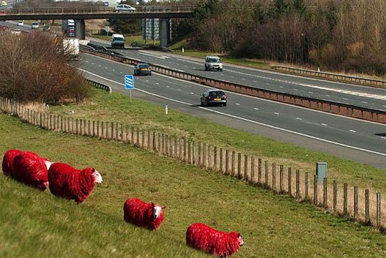 red-sheeps-high-way