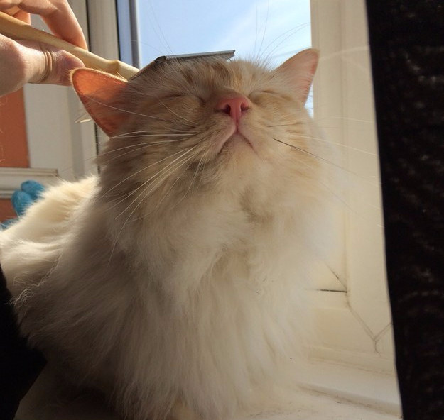 And if that didn't work, this relaxed kitty getting head scratches is here for you.
