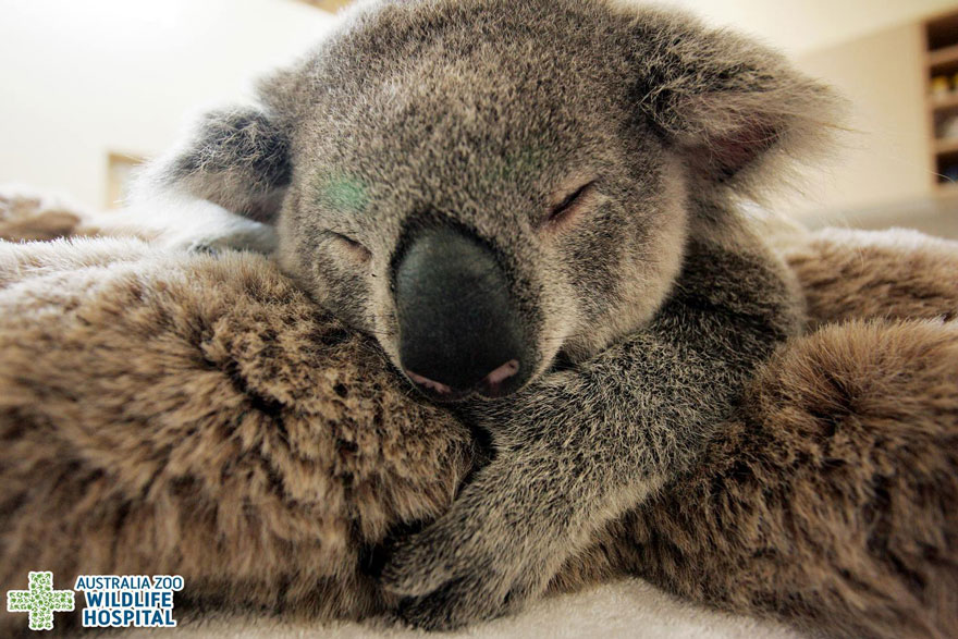 baby-koala-mom-surgery-australia-zoo-3