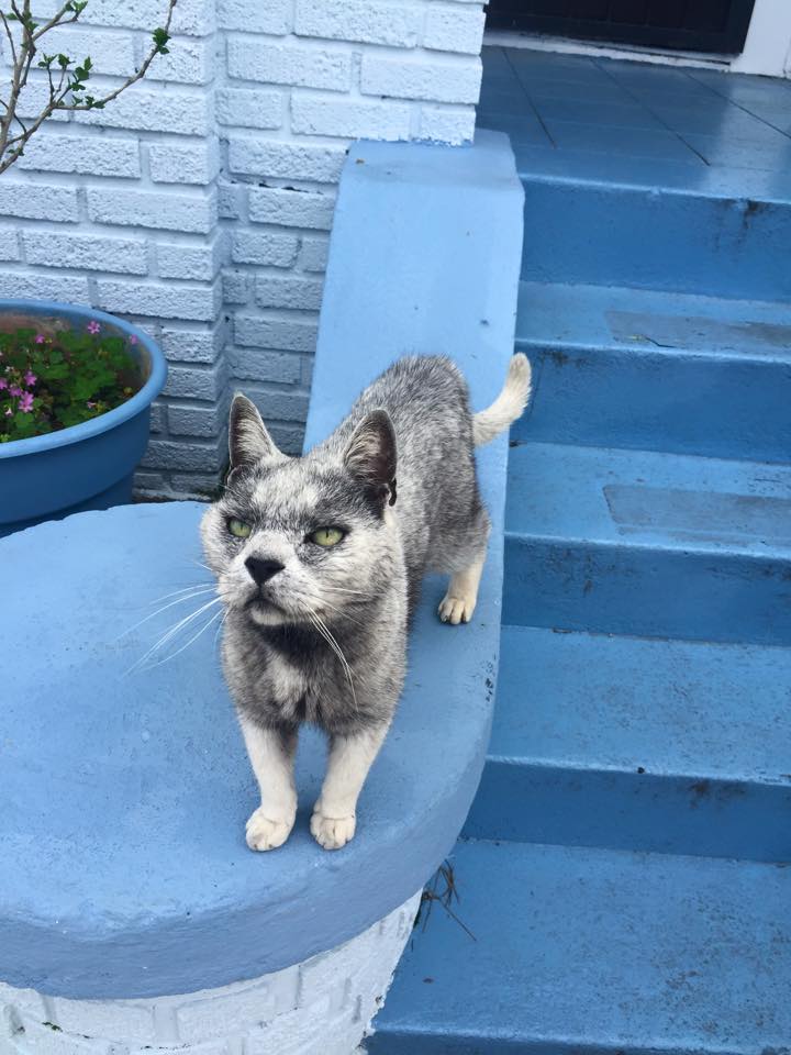 This cat looks remarkably like a wolf