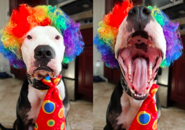 Dog_clown