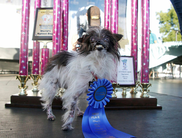 An abused rescue finds a home and wins the title of Worlds Ugliest Dog 