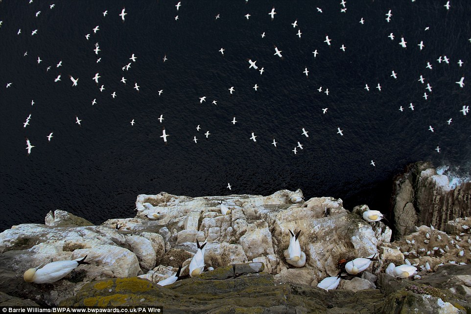 Barrie Williams was named overall winner for this stunning image of northern gannets nesting on the Shetland Isles, entitled 'On the Edge'