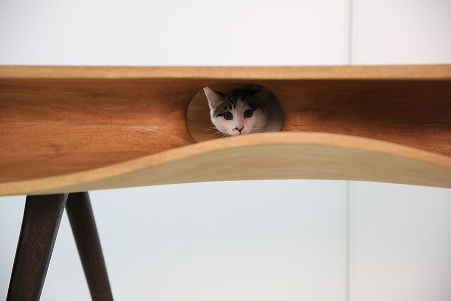 cool-cat-furniture-table-holes-peeking