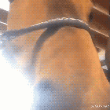 28 Animal GIFs Guaranteed To Make Your Worries Disappear