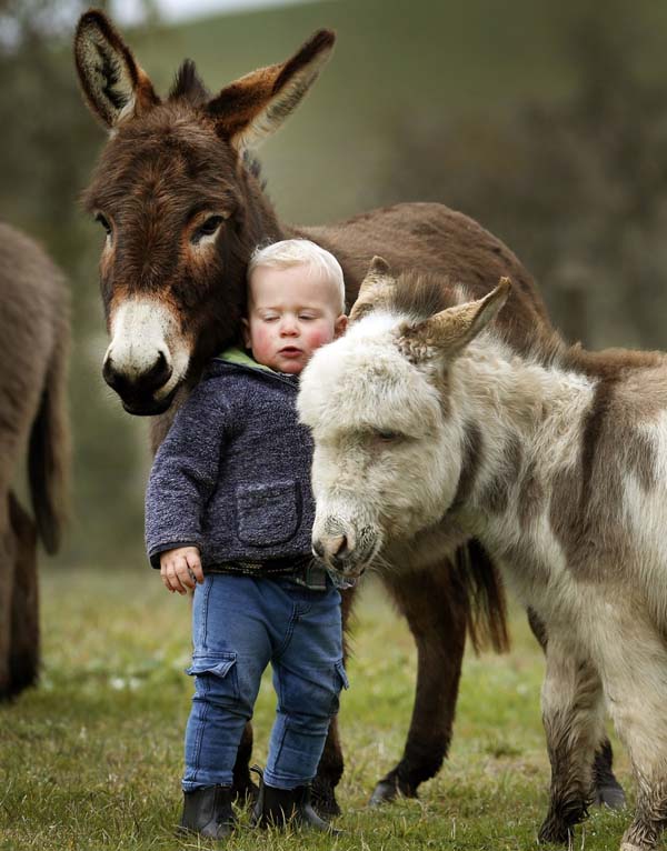 The miniature donkeys at Amelia Rise Donkeys in Australia are the cutest creatures we have ever seen.