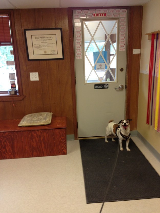 This dog who is STOKED to leave the vet's office.