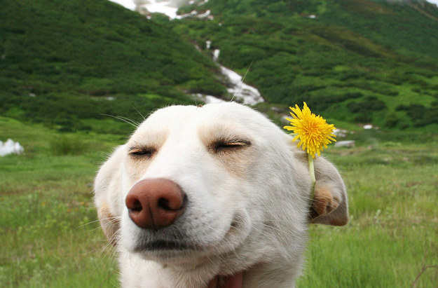 This dog who is a total hippie and loves it.