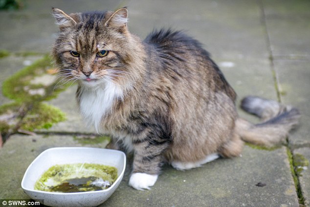 Missing feline: Mr Ross said the dead cat was 'exactly' the same as Amigo - 'same colour, same everything'