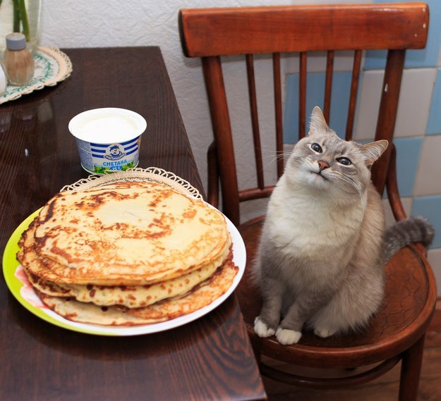 This cat is you when you know you're about to stuff your face.
