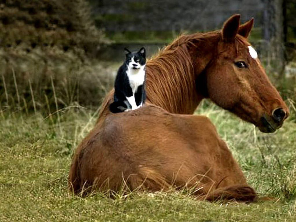 Black-Cat-Sitting-On-Horse-Wallpapers
