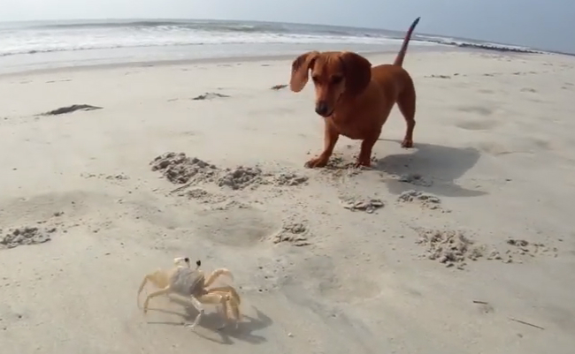 doxie crab beach
