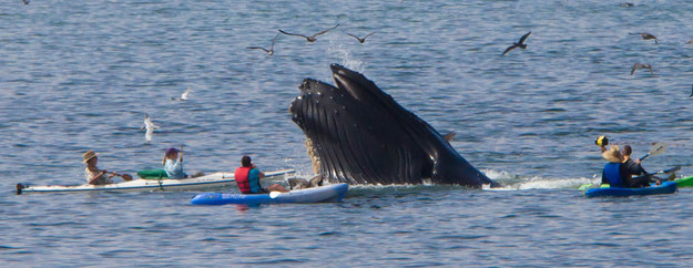 A humpback whale making a scene because he wasn't invited to the kayaking party.
